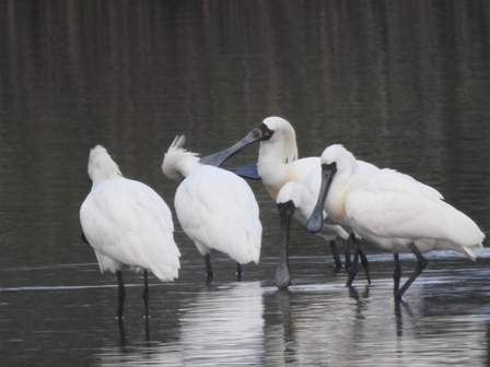 黑面琵鷺的嘴巴可當飯匙，左右搖頭，掃描水田裡的食物。
