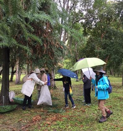 採集杉木枝葉。