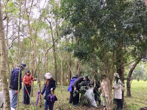 採集七里香枝葉。