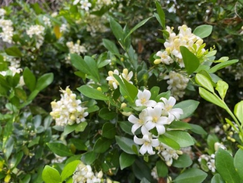 月橘，別名七里香。