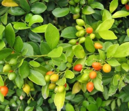 《宜蘭縣植物顏色踏查》-蘇澳到南澳線