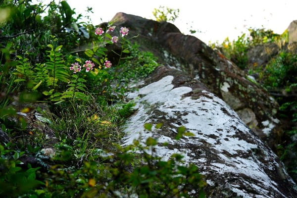 險惡的生存環境更突顯它的美麗。