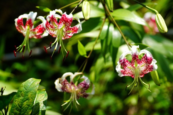 峭壁之巔的瀕絕花精靈-艷紅鹿子百合