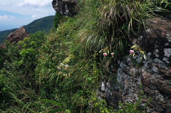 頭城山區峭壁僅存的艷紅鹿子百合族群，數量恐怕只有個位數。