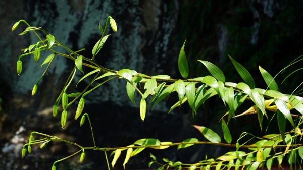 含苞待放百合個株，野外易被其它陽性樹木覆蓋而消滅。