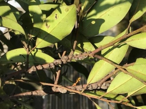 紫膠蟲是傳統染紅的染料