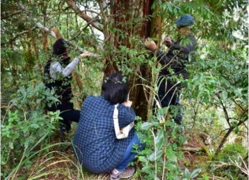 觀察台灣扁柏生態