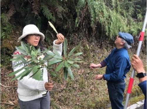 植物顧問解說台灣杜鵑特色
