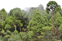 《宜蘭縣植物顏色踏查》-太平山線