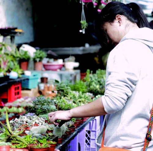 向日葵手作花坊種植的多肉植物非常療癒。