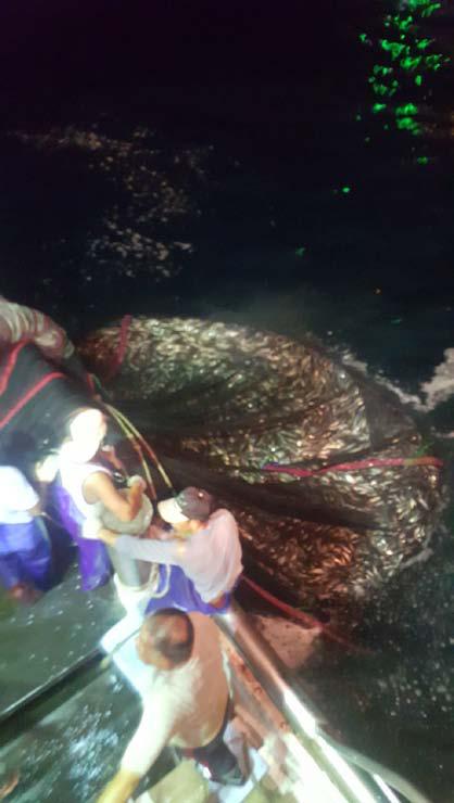 一大網扒進數千噸的魚獲