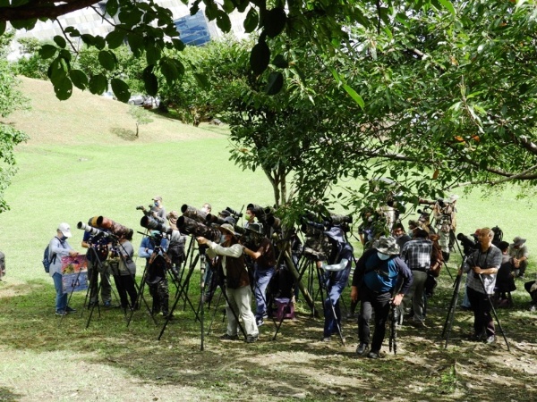 發現小綠鳩第三天，因為天氣晴朗，因此前來拍攝的鳥友與第二天相比足足多了一倍以上。
