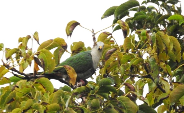 目前小綠鳩已飛離蘭博，希望有機會能再次看到牠再次回歸可愛的身影(林佩蓉攝影)。