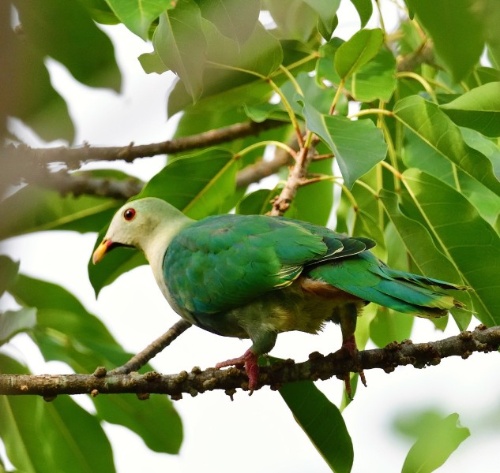 這次在蘭博引起旋風的小綠鳩(周天生攝影 )。