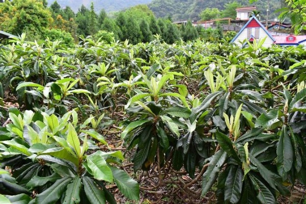 枇杷園