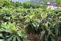 《宜蘭縣植物顏色踏查》-蘇澳至東澳線