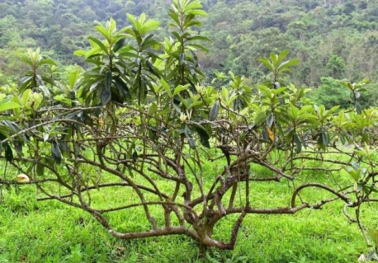 枇杷植株