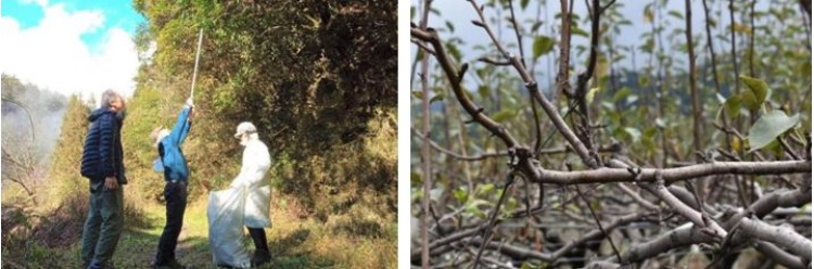 左：採集灰木 / 右：上將梨修剪的枝葉可染色
