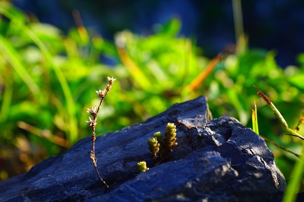 景天科植物能在極度乾旱環境下生存，礁岩上的疏花佛甲花更是其中的佼佼者。