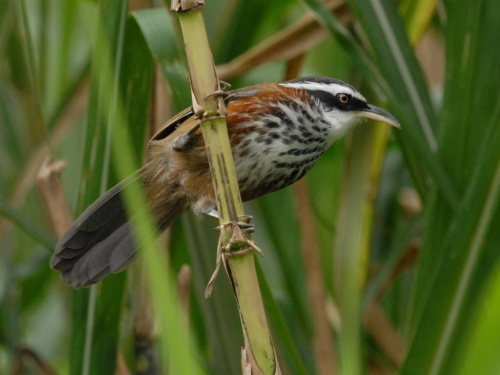 小彎嘴（畫眉）為留鳥，是台灣的特有種鳥類，身長19-21公分，多成小群活動、有些害羞、是偏好利用森林底層植被移動的鳥。