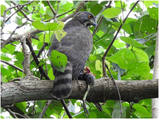 鳳頭蒼鷹為留鳥，是台灣的特有亞種鳥類，身長30-46公分，屬於森林性的鳥。