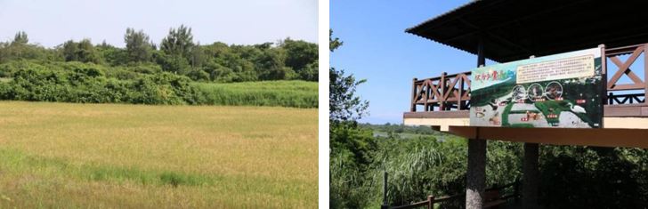 左：圖7：無尾港水鳥保護區內不採收的食源水稻田,2020年攝。 / 右：圖8：無尾港水鳥保護區木製賞鳥平台,2020年攝。