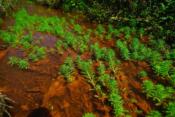 強勢入侵性水草粉綠狐尾藻適應力強，成為水車前存亡的挑戰。