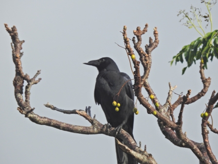 巨嘴鴉，俗稱烏鴉，鳥喙又大又黑。