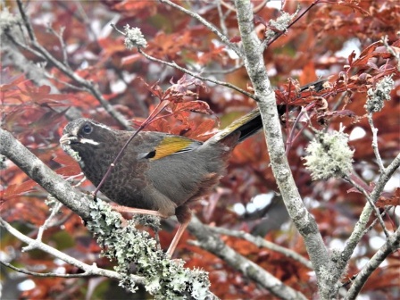 臺灣噪眉(金翼白眉)食果子的鳥喙粗短成圓錐形，方便把堅硬的果子咬破。