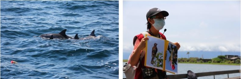左：賞鯨過程中偶然遭遇鯨豚與海漂垃圾共遊。 / 右：導覽員使用教具和遊客說明鳥類知識。