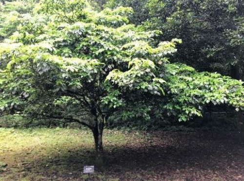 昆欄樹是古老的樹種