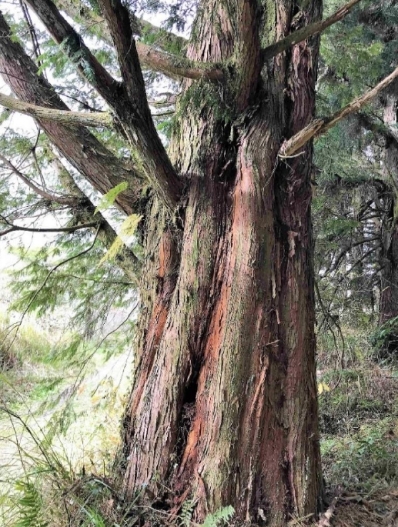 紅檜樹皮較薄，民間稱它為「薄皮仔」，其樹皮會自然脫落。