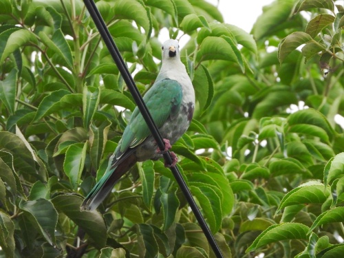 小綠鳩全身如同綠葉般的保護色，不仔細看很難發現蹤影，此為一開始發現並在鳥類社團詢問的照片(鄭桂娥攝影)。