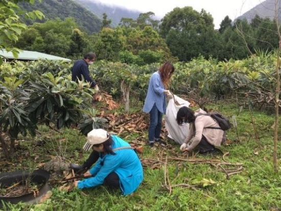 收集枇杷疏枝丟棄的枝葉及樹枝