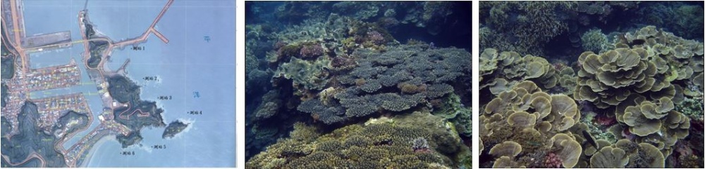 左：南方澳周邊海域淺海珊瑚及底棲生態調查測站 / 中：豆腐岬澳的珊瑚群聚以石珊瑚為主要組成 / 右：豆腐岬澳的癭葉表孔珊瑚(Montipora aequituberculata)大群體
