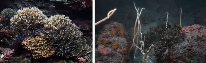 左：尖枝列孔珊瑚(Seriatopora hystrix, 上)及鈍枝列孔珊瑚(S. caliendrum, 中下)皆以南方澳為地理分布之北界 / 右：白蘆葦珊瑚(Junceella fragilis)以南方澳為台灣海域分布之北界
