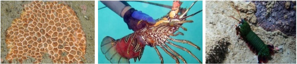 左：田山擬絲珊瑚（Pseudosiderastrea tayamai）在台灣海域稀少，但在南方澳淺海域頗常見 / 中：南方澳豆腐岬淺海發現的抱卵期密毛龍蝦(Panulirus penicillatus) / 右：蟬型齒指蝦蛄(Odontodactylus scyllarus)的分布北界在南方澳淺海