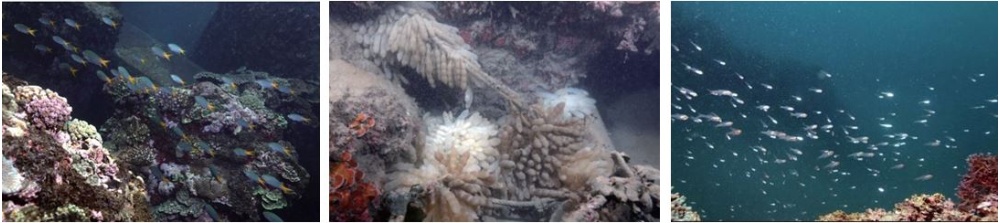 左：黃尾新雀鯛(Neopomacentrus azysron)在豆腐岬澳有相當大的族群 / 中：萊氏擬烏賊 (Sepioteuthis lessoniana) 的卵夾叢(豆腐岬澳, -10 m) / 右：南方澳淺海在春夏季之間經常可見成群幼魚的聚集