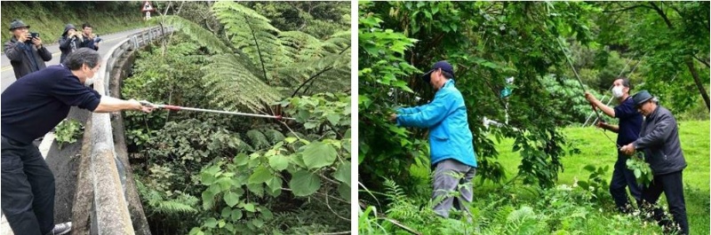 左：採集小葉桑 / 右：採集野桐