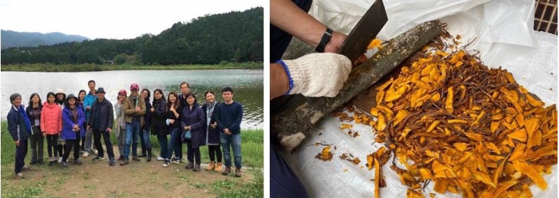 左：研究夥伴回程路經雙連埤 / 右：檄樹的根要先剁碎才便於熬煮