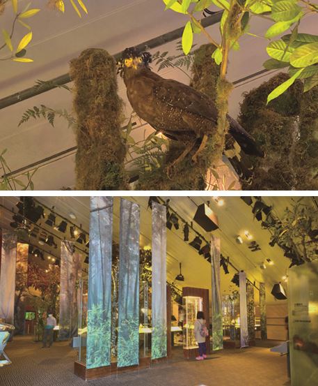 展場中透過藝術手法組構森林氛圍，並從造景、標本等，瞭解宜蘭山林生物的多樣性。