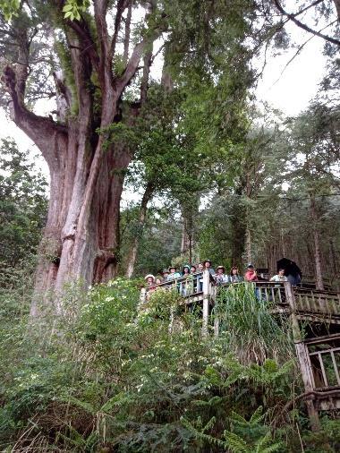 研究團隊在棲蘭山神木前合影。