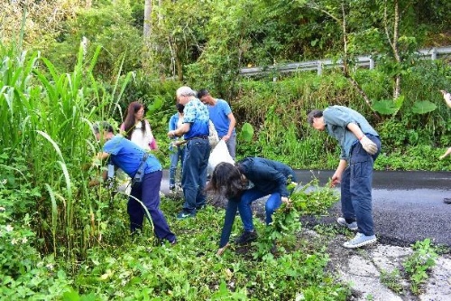 採集大花咸豐草。