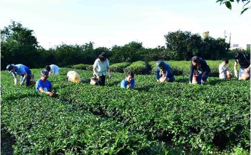 至冬山鄉茶園採集茶葉。