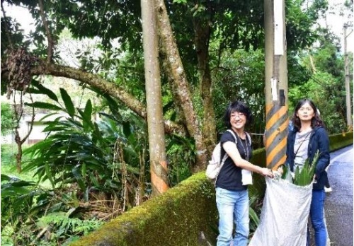 採集月桃葉作為染料。