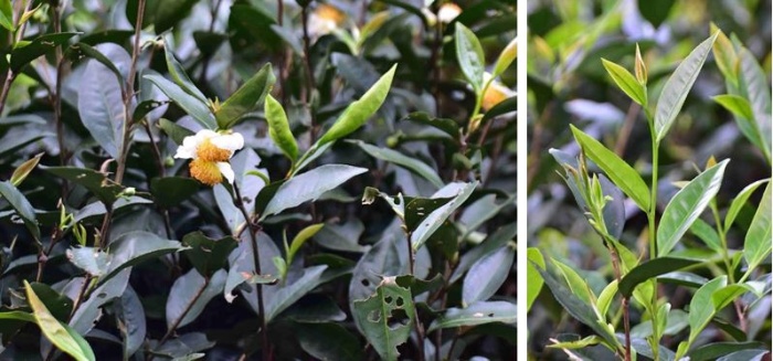 左：茶樹開花。 / 右：茶樹枝葉。