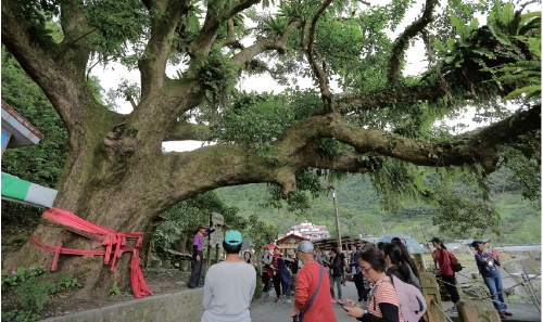 位於內城社區內的老茄冬樹屬於紅茄苳推測樹齡約310 年，是宜蘭縣政府列管的老樹之一。