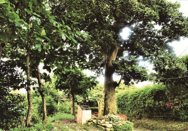 大葉山欖俗稱「橄仔樹」，這棵是位於入境流流社大路旁的百年老樹。（陳財發提供）
