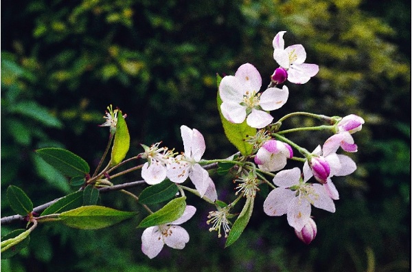 湖北海棠春季開花，花白或粉白色，相當優雅。