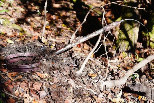 回程遇到獵人非法設置的金屬套索陷阱，差點成為受害者。